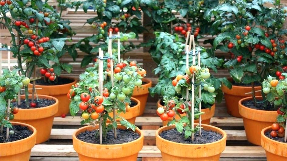 Tomato Plants
